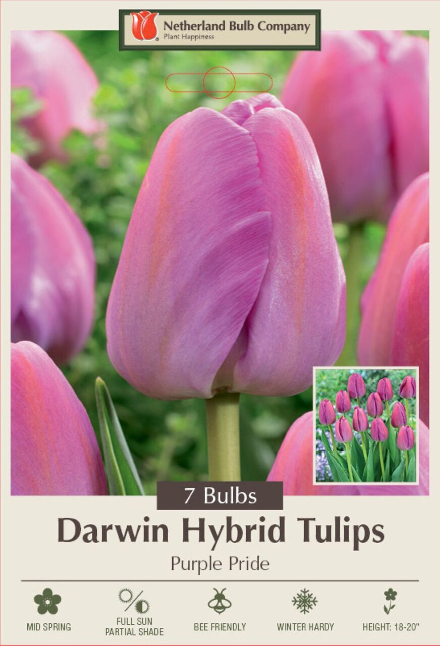 Purple Pride Darwin Tulip- 12/+ cm Bulbs - 7 Bulbs - Large Flowers